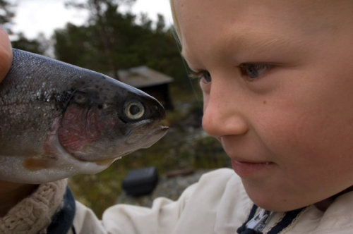 Nærbilde av en jente som stirrer på en torsk som hun holder opp mot ansiktet.
